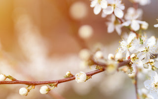 Natural Antihistamines: Your New Best Friends.